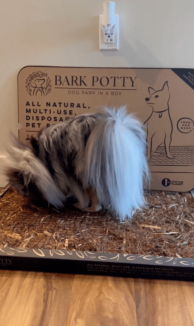 Bark Potty Featured Image